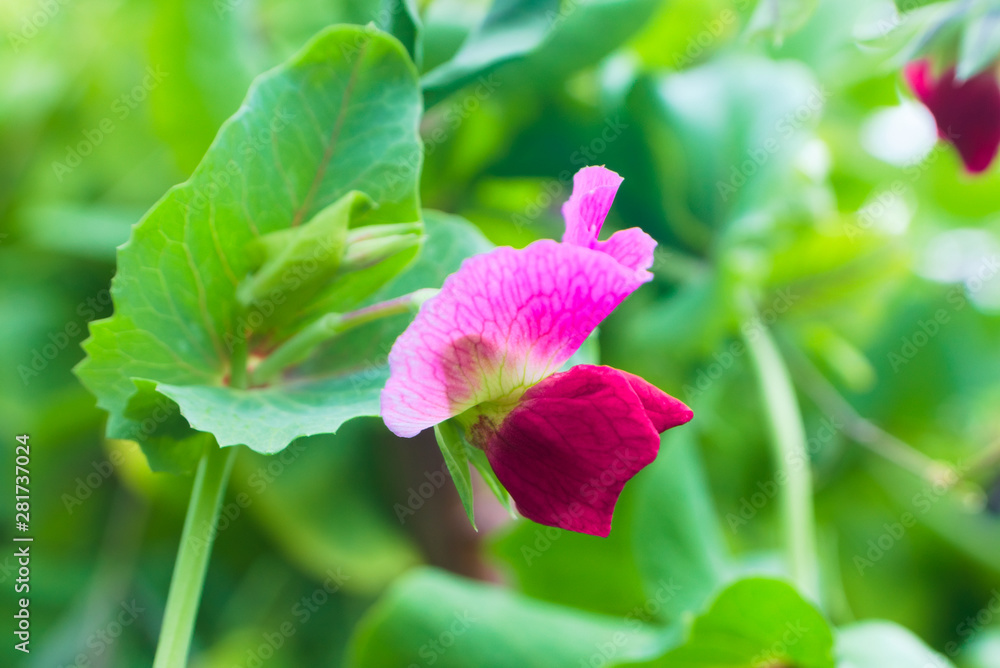 Naklejka premium Blooming pea (Pisum) bush with pink flowers. Natural background with agricultural concept, cultivated bean