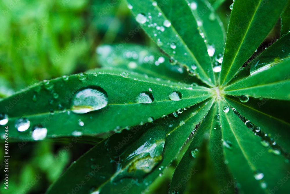 Lupine (Lupinus) leaves with morning dew. Natural dark background. Spring cloudy weather, early morning Lupine (Lupinus) leaves with morning dew. Natural dark background. Spring cloudy weather, early morning