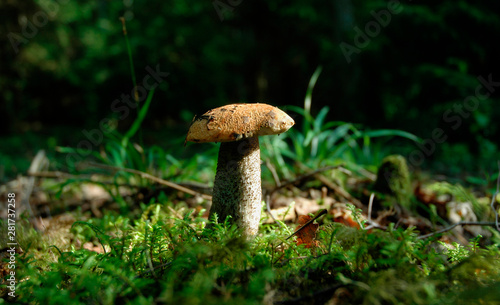 Mushroom in a forest glade