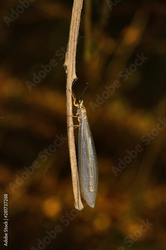 Antlion-Myrmeleontidae, Satara, Maharashtra, India photo