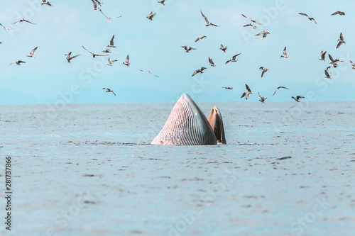 Bryde's whale, Eden's whale, Eating fish at gulf of Thailand photo