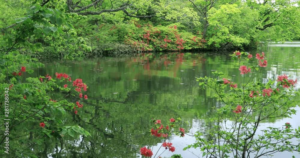 View of azaleas and pond, Nanae, Hokkaido, Japan View of azaleas and pond, Nanae, Hokkaido, Japan
