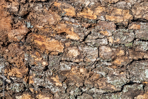 Closeup Tree Bark Texture Background 