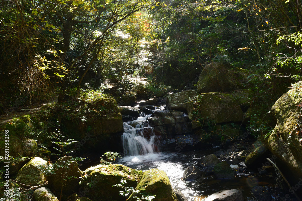 A stream flowing through a forest