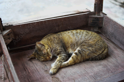 Fototapeta Naklejka Na Ścianę i Meble -  Cute sleep cat