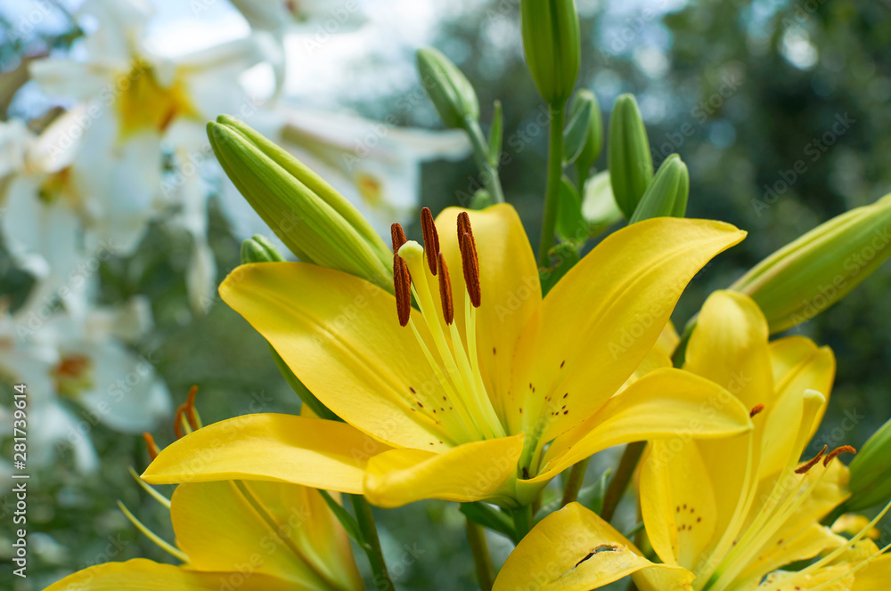 Beautiful yellow lilia flower Beautiful yellow lilia flower
