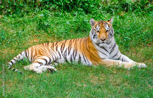 Bengal tigers in the forest show the head and legs - pictures gracefully