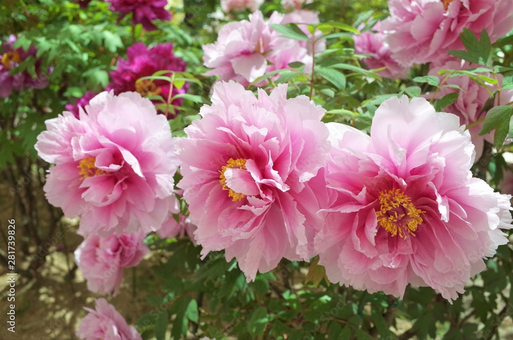 Obraz premium Pink peonies blooming in Shimane Japan