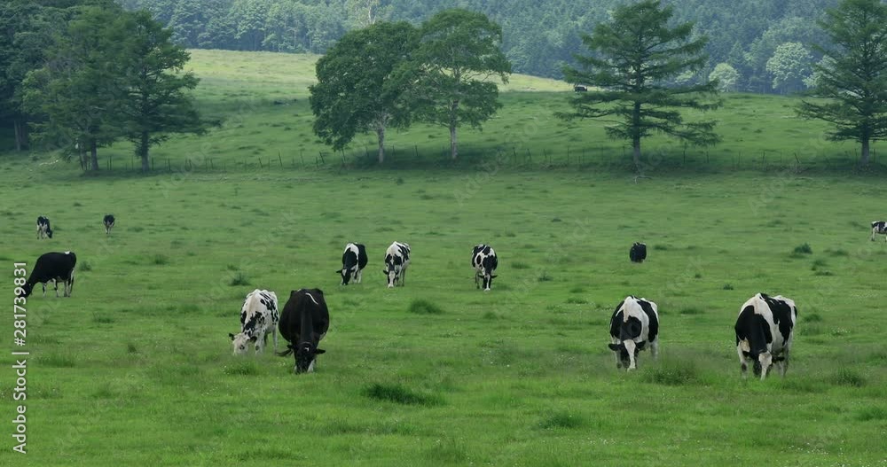 Herd of cows grazing in meadow, Teshikaga, Hokkaido, Japan Herd of cows grazing in meadow, Teshikaga, Hokkaido, Japan