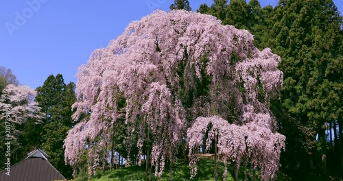 Japanese cherry tree, Nihonmatsu, Fukushima Prefecture, Japan photo