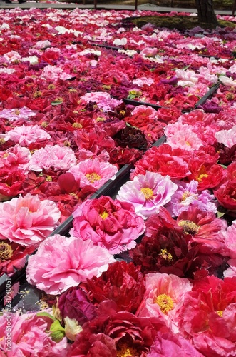 Wallpaper Mural Thousand peonies on the pond in Shimane  Japan Torontodigital.ca