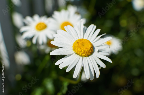 Group of chamomile in greenery