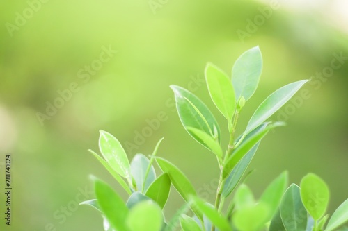 Nature leaf green in the garden.Concept organic leaves green and clean ecology in summer sunlight plants landscape. bokeh blurred bright green use texture wallpaper natural background.selective focus