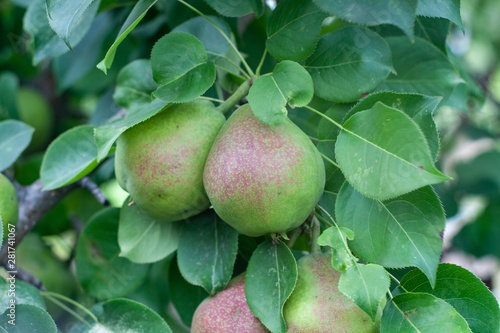 pears on branches in a private garden