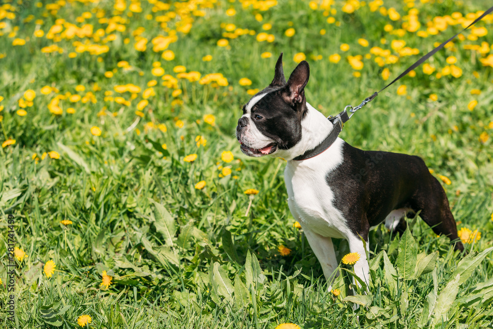 Funny Young Boston Bull Terrier Dog Outdoor In Green Spring Meadow With Yellow Flowers. Playful Pet Outdoors. Funny Young Boston Bull Terrier Dog Outdoor In Green Spring Meadow With Yellow Flowers. Playful Pet Outdoors.