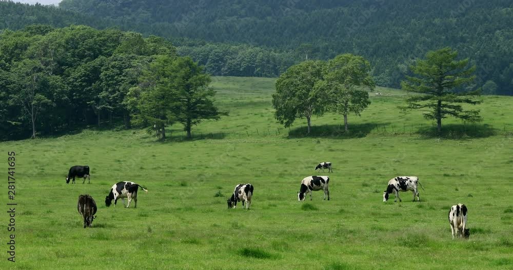 Wide shot of herd of cows grazing, Teshikaga, Hokkaido Wide shot of herd of cows grazing, Teshikaga, Hokkaido