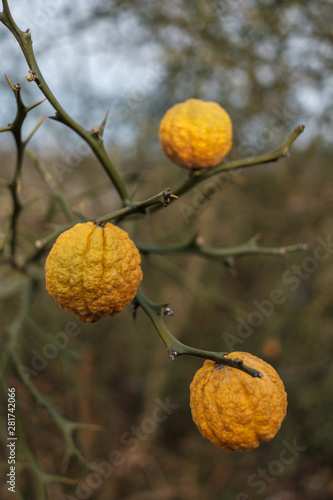 Wallpaper Mural tangerines on a branch Torontodigital.ca