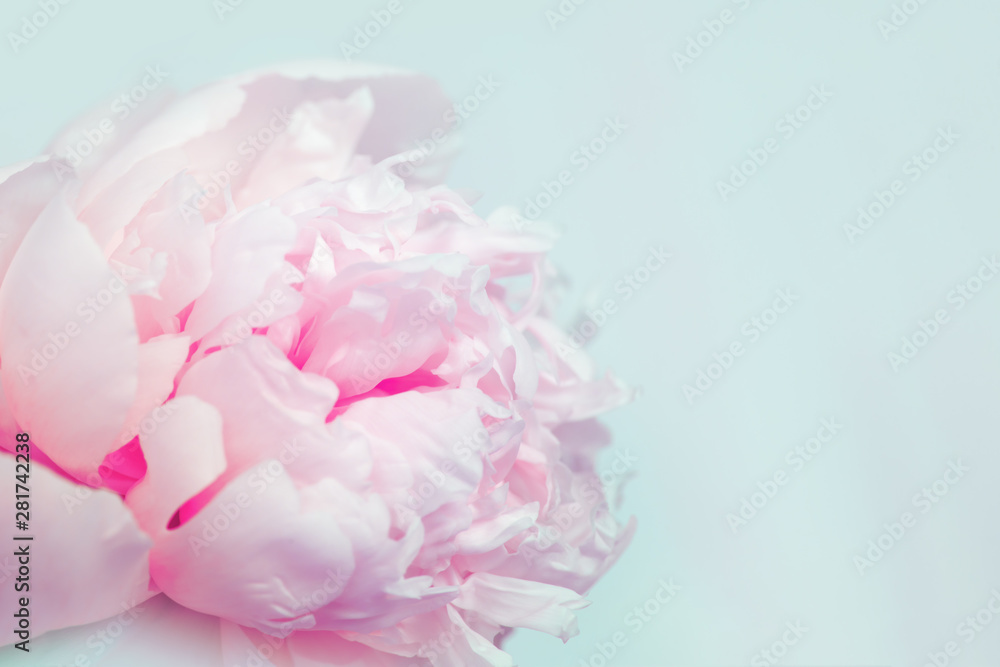 Beautiful pink peony flower on blue background. Copy space for your text. Pastel colored flowery greeting card. Beautiful pink peony flower on blue background. Copy space for your text. Pastel colored flowery greeting card.