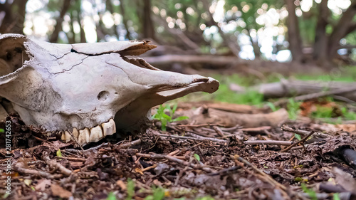 Panorama frame Animal skull in the forest floor with trees and sky in the blurred background © Jason