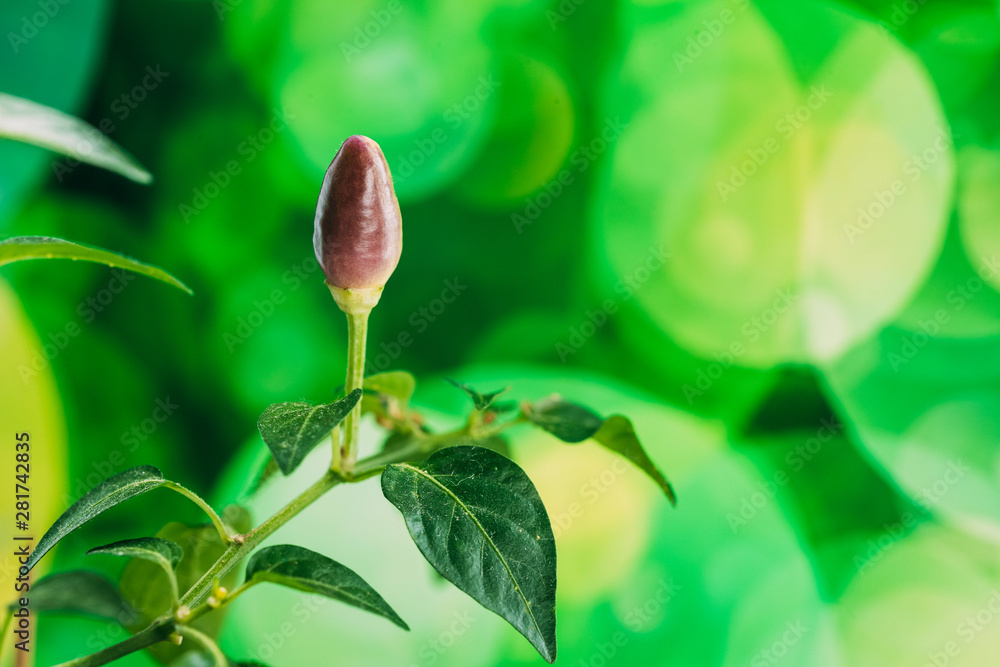 Small Organic Pepper Plant Growing On Garden Bed Plantation In Spring Season. Green Sprout With Leaves Growing From Soil. Spring, Concept Of New Life. Agricultural Season Small Organic Pepper Plant Growing On Garden Bed Plantation In Spring Season. Green Sprout With Leaves Growing From Soil. Spring, Concept Of New Life. Agricultural Season