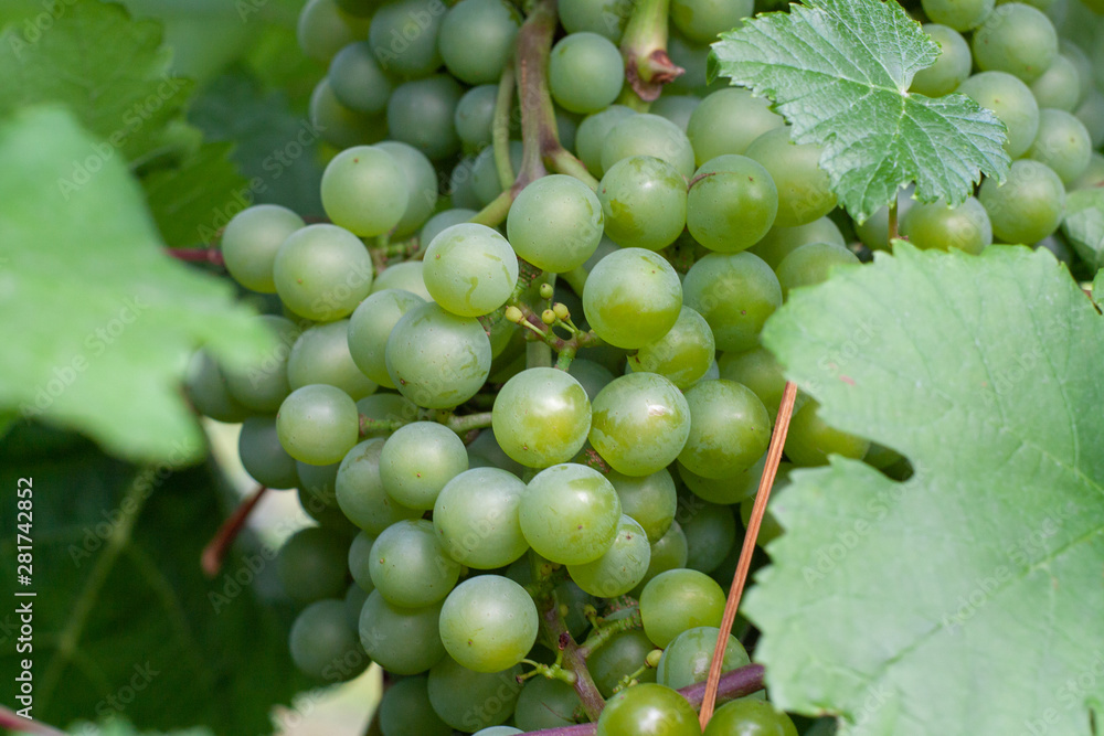 bunches of green grapes in a private garden bunches of green grapes in a private garden