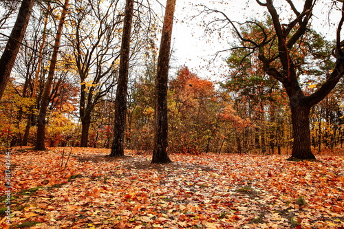 beautiful autumn landscape with falling leaves