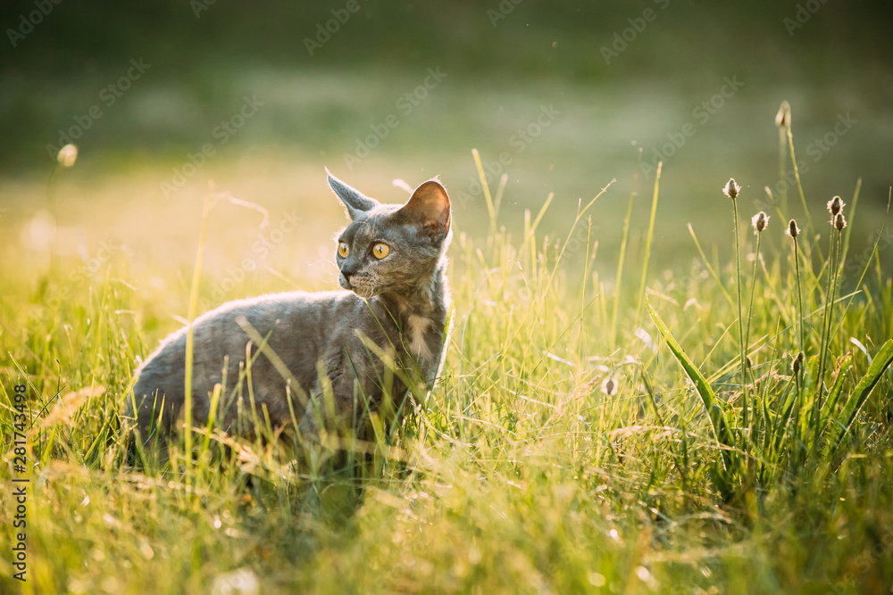 Fototapeta premium Funny Young Gray Devon Rex Kitten Sitting In Green Grass. Short-haired Cat Of English Breed