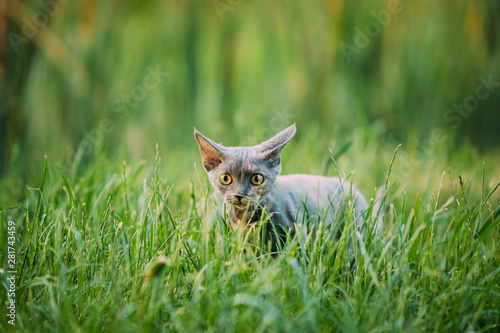 Funny Curious Young Gray Devon Rex Kitten Sneaks In Green Grass. Short-haired Cat Of English Breed