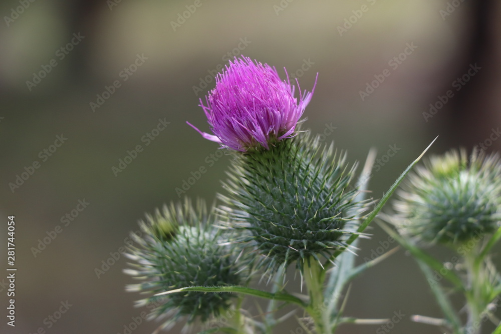 Purple Wild Flower with Blurred Background Purple Wild Flower with Blurred Background
