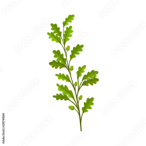 Branch with acorns. Vector illustration on white background.