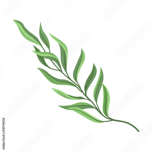 Branch with long leaves. Vector illustration on white background.