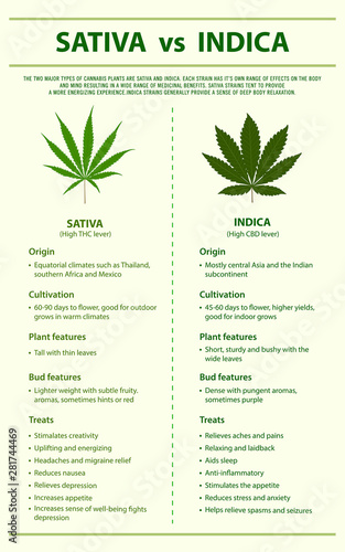 Sativa vs Indica vertical infographic illustration about cannabis as herbal alternative medicine and chemical therapy, healthcare and medical science vector.