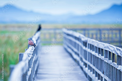 Tela Red turtle dove sleeping on the footbridge in the lake.