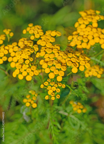 Blühender Rainfarn, Tanacetum vulgare