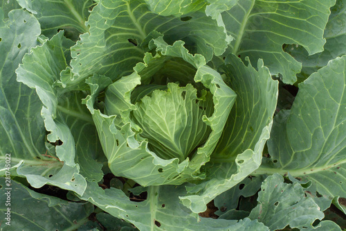a head of cabbage in the garden in the private garden