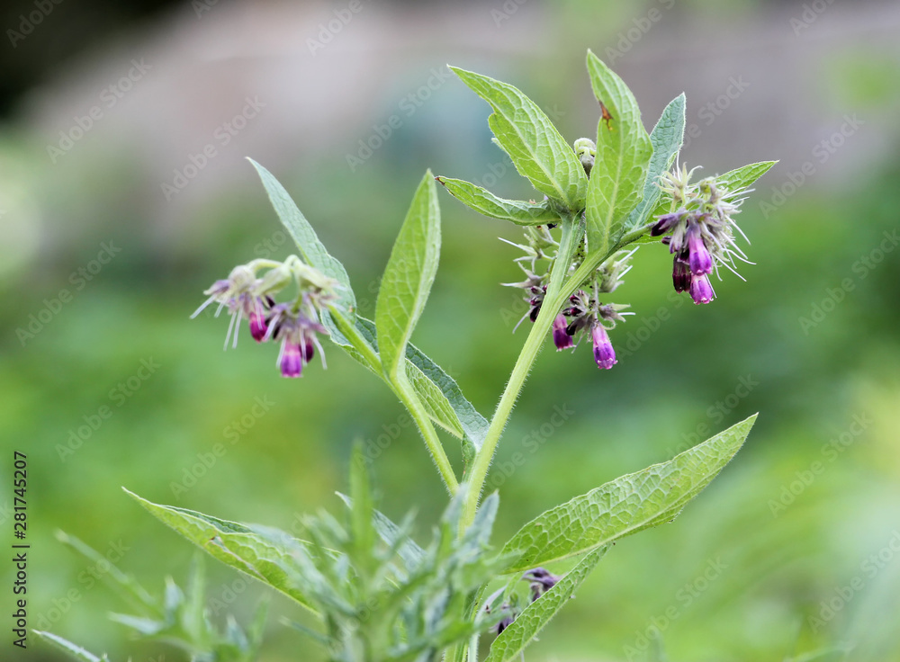blossoming comfrey in the garden, healing plant blossoming comfrey in the garden, healing plant