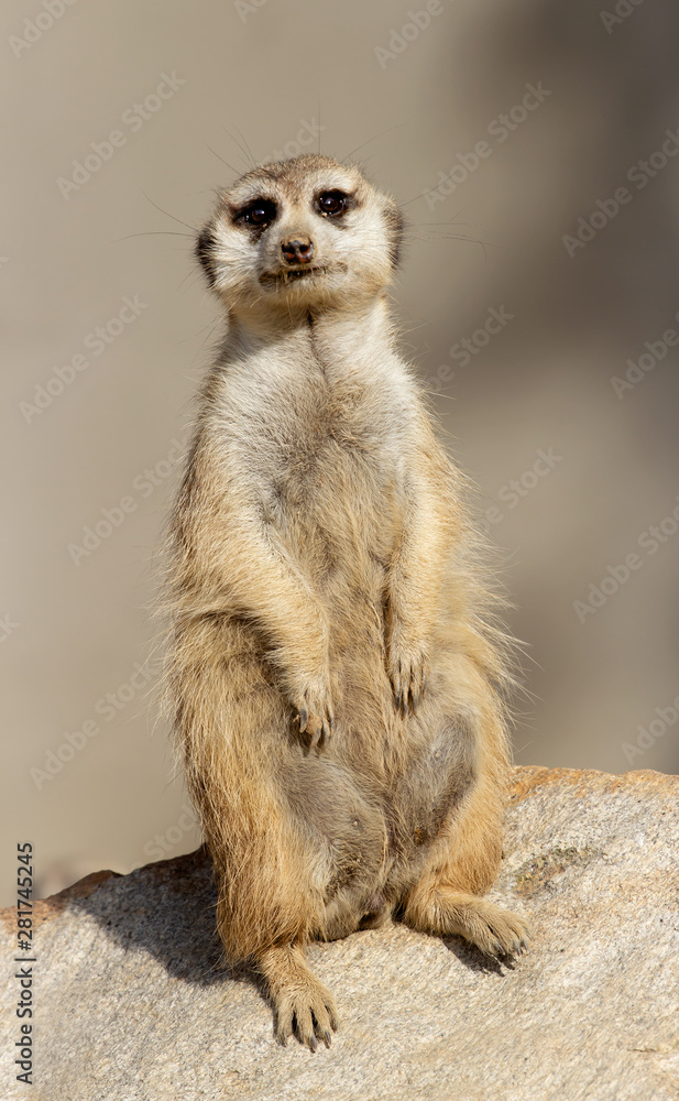 Fototapeta premium meerkat on guard with bokeh background