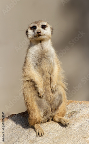 meerkat on guard with bokeh background