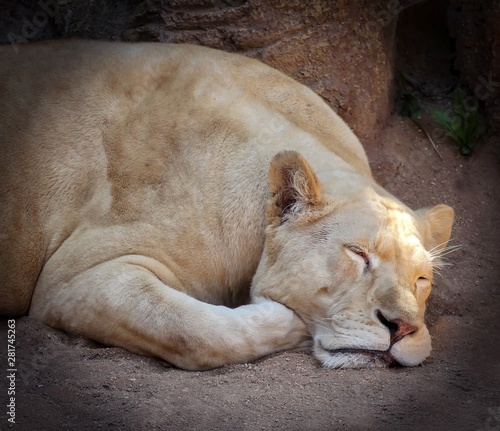 lioness is tired and is sleeping on the sand