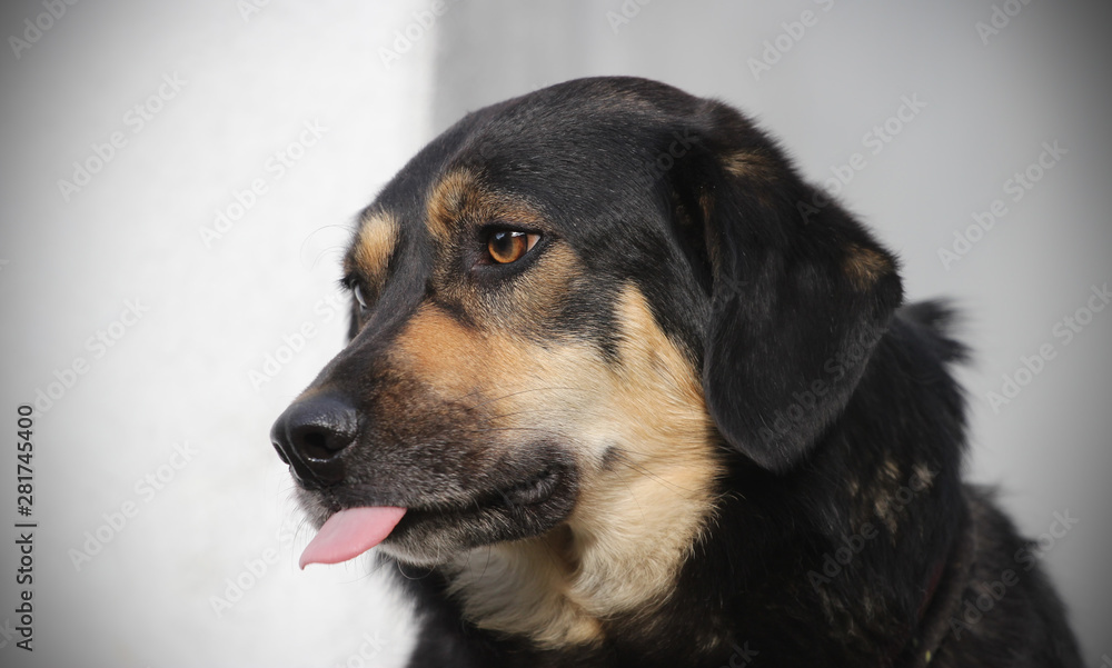 portrait of a dog with stuck out tongue