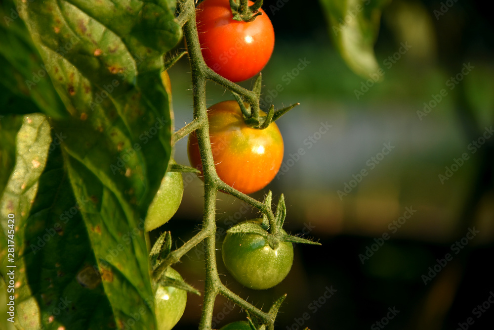 Tomatentrio