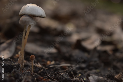 Honguitos-Tiny Mushrooms
