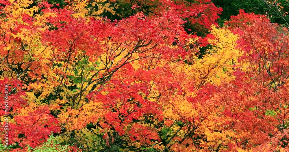 View of autumn trees, Towada, Aomori Prefecture, Japan View of autumn trees, Towada, Aomori Prefecture, Japan