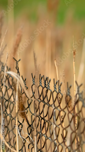 Vertical frame Close up of chain link fence and slim brown grasses on a sunny day