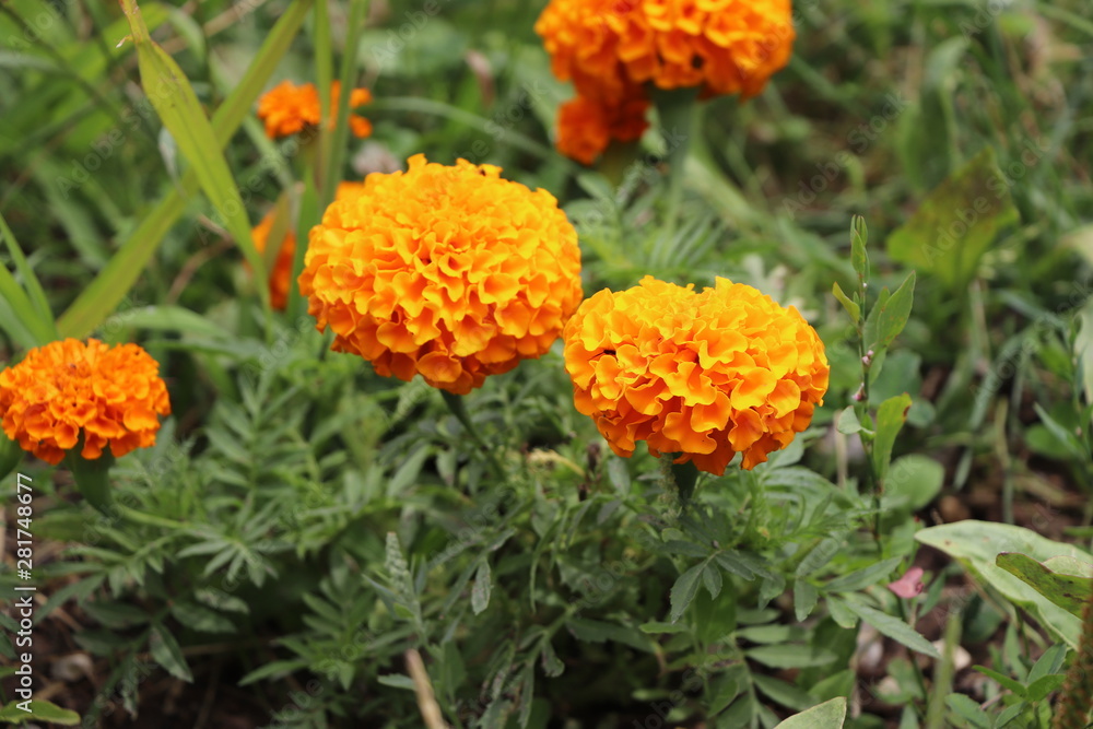 Orange Flowers in the Garden Orange Flowers in the Garden