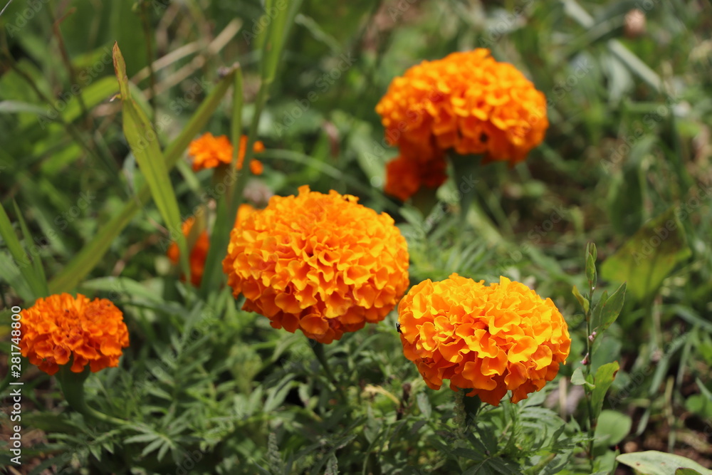Orange Flowers in the Garden Orange Flowers in the Garden