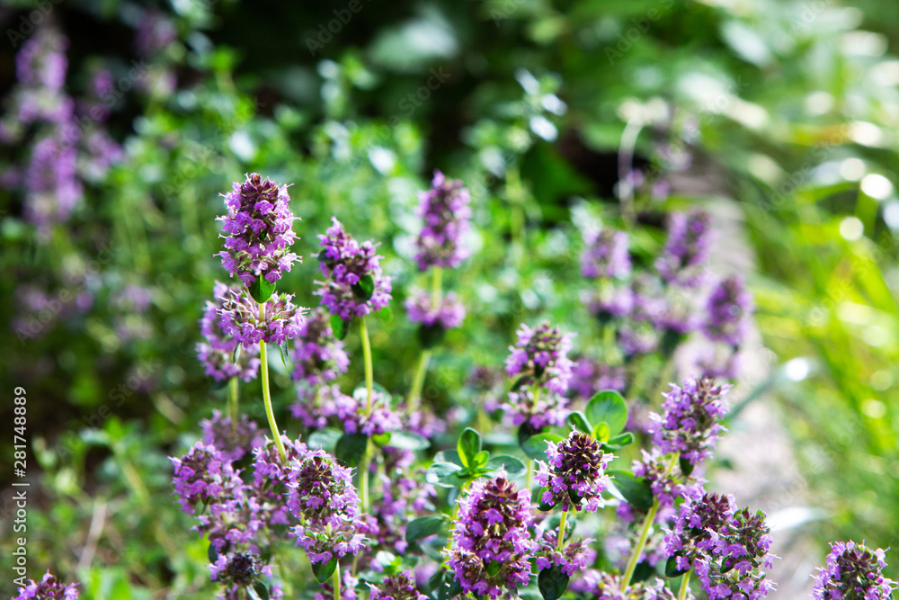 Fototapeta premium Blooming thyme. Flowers in backlight. Violet flowers on a green background. Great spice.
