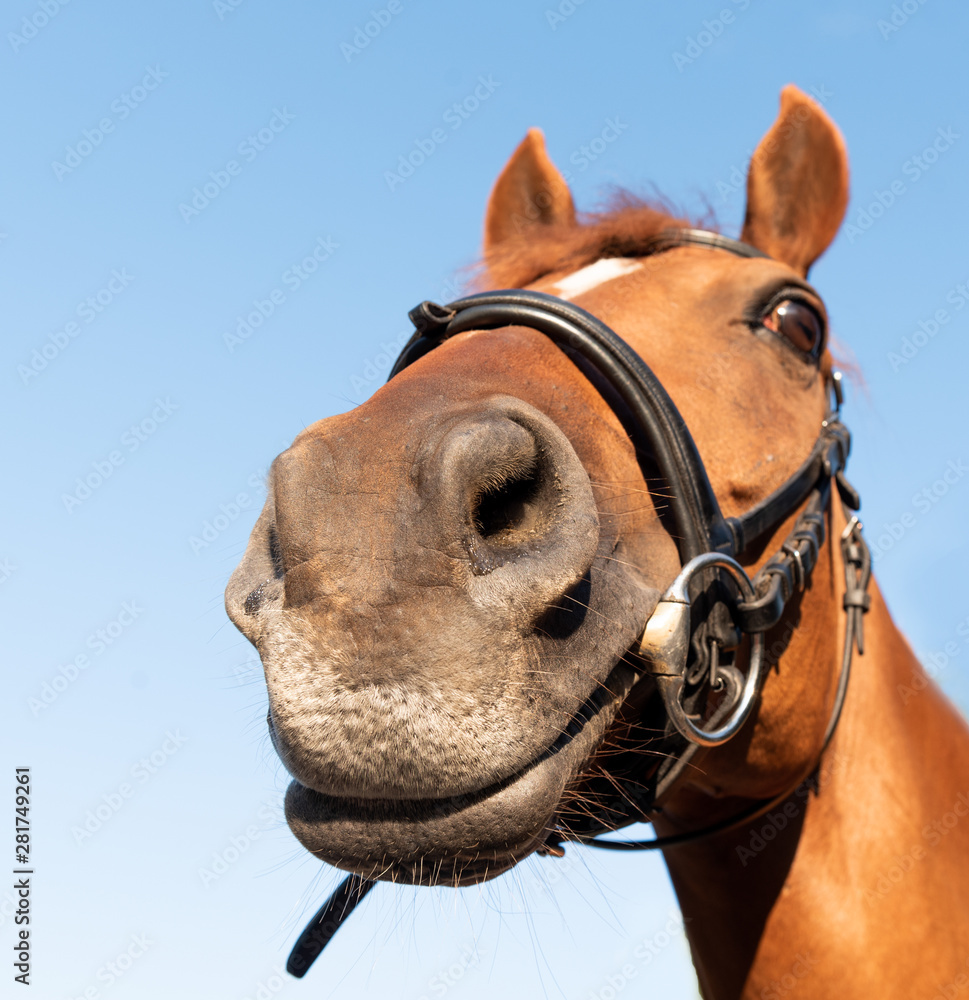 Fototapeta premium Close-up horse, arabian horse, brown