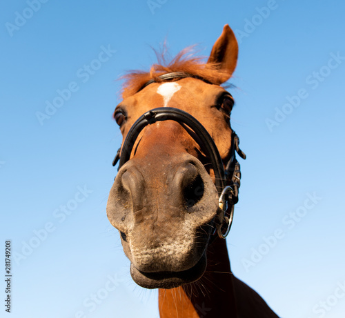 Close-up horse, arabian horse, brown
