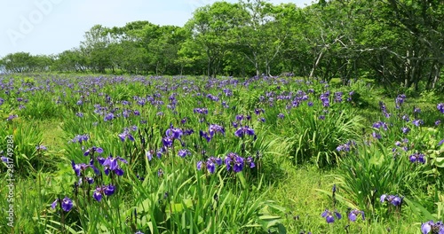 Lockdown shot of Iris flower field in summer, Akkeshi, Hokkaido photo